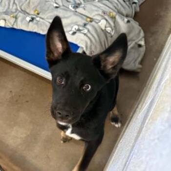 Bonsai -  German Shepherd Dog and Mixed Breed Dog for Adoption in Stephenville, Texas - Bonsai | PetCurious