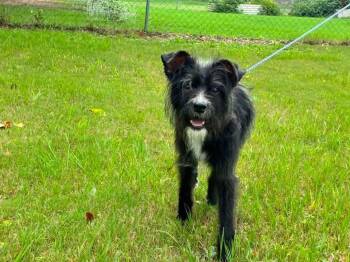 Oreo -  Mixed Breed and Terrier Dog for Adoption in Orlando, Florida - Oreo | PetCurious