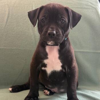 Parker -  Black Labrador Retriever and Mixed Breed Dog for Adoption in St. Peters, Missouri - Parker | PetCurious