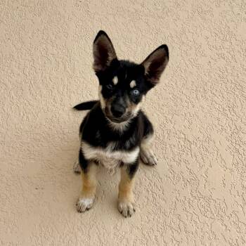 Husky and German Shepherd Dog Dogs Available for Adoption in Houston, Texas - Simba | PetCurious