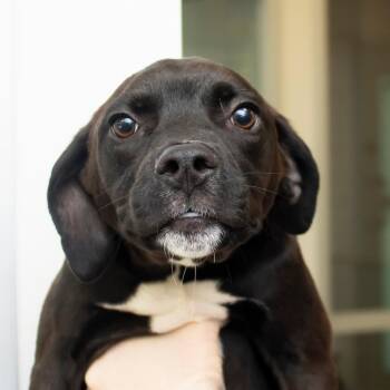 Gallagher -  Mixed Breed Dog for Adoption in Middletown, Rhode Island - Gallagher | PetCurious