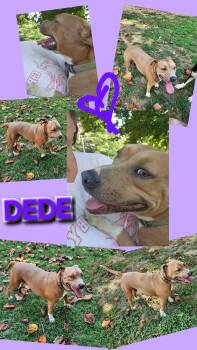 DEEDEE -  Boxer and Bulldog Dog for Adoption in Jackson, Tennessee - DEEDEE | PetCurious