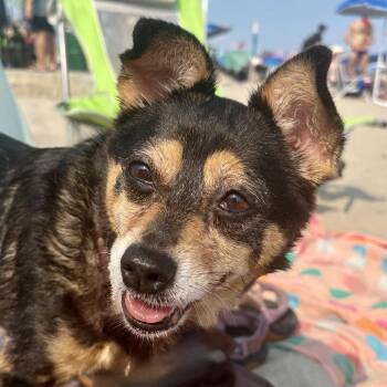 Penelope -  Chihuahua and Pomeranian Dog for Adoption - Penelope | PetCurious