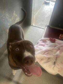 Barry -  Mixed Breed Dog for Adoption in Largo, Florida - Barry | PetCurious
