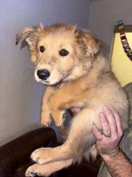 Chow Chow and Collie Dogs Available for Adoption - Lotus | PetCurious