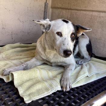 IVHS-Stray-143879 -  Jack Russell Terrier and Mixed Breed Dog for Adoption in San Gabriel, California - IVHS-Stray-143879 | PetCurious