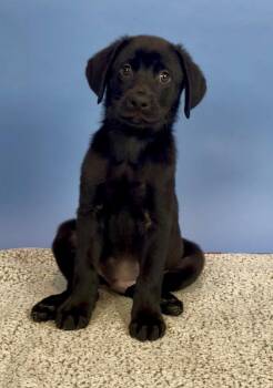 Todd -  Black Labrador Retriever Dog for Adoption in Phoenix, Arizona - Todd | PetCurious