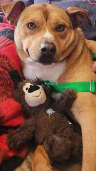 Labrador Retriever Dogs Available for Adoption - Dingo | PetCurious