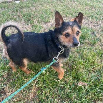 Terrier and Schnauzer Dogs Available for Adoption - Fit Bit | PetCurious