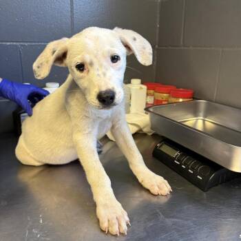 TUSC-Stray-84661 -  Hound and Labrador Retriever Dog for Adoption in Tuscaloosa, Alabama - TUSC-Stray-84661 | PetCurious