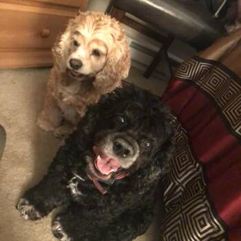 Rescue Cocker Spaniel Dogs for Adoption in Williston, Vermont - Heidi And Nugget | PetCurious