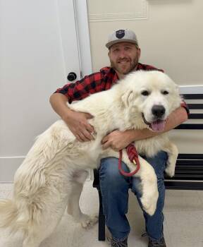 Russell -  Great Pyrenees Dog for Adoption in Littleton, Colorado - Russell | PetCurious