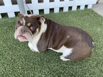 A610502 -  English Bulldog and Mixed Breed Dog for Adoption in Modesto, California - A610502 | PetCurious