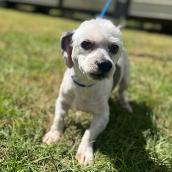 Rescue Shih Tzu and Maltese Dogs for Adoption in Houston, Texas - Cricket | PetCurious