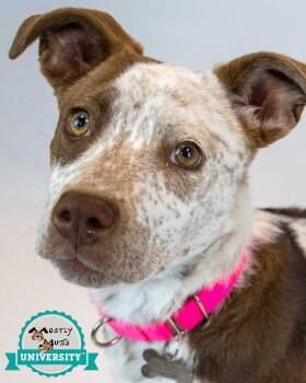 Rescue Cattle Dog and Australian Shepherd Dogs for Adoption in Kennesaw, Georgia - Jinx | PetCurious