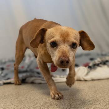 Mixed Breed Dogs Available for Adoption - Abe | PetCurious