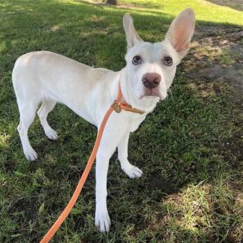 ALBA -  German Shepherd Dog and Mixed Breed Dog for Adoption in Ontario, California - ALBA | PetCurious