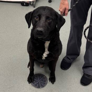 Rescue Black Labrador Retriever Dogs for Adoption in Abilene, Texas - Mark | PetCurious
