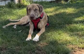 Sunny -  Catahoula Leopard Dog Dog for Adoption in Poplarville, Mississippi - Sunny | PetCurious