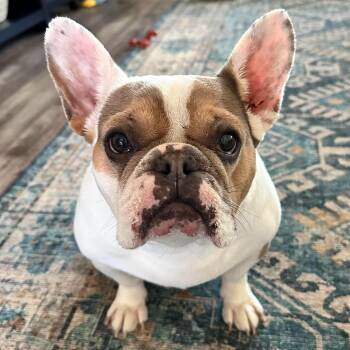 Madison -  French Bulldog Dog for Adoption in Warren, Rhode Island - Madison | PetCurious