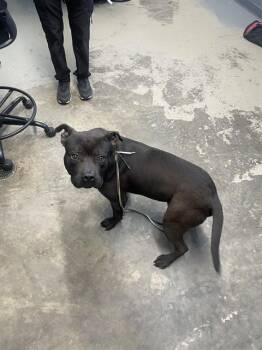 American Staffordshire Terrier and Mixed Breed Dogs Available for Adoption - BUTCH | PetCurious