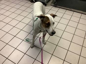 Rescue Mixed Breed Dogs for Adoption in Largo, Florida - Frosty Snowball | PetCurious