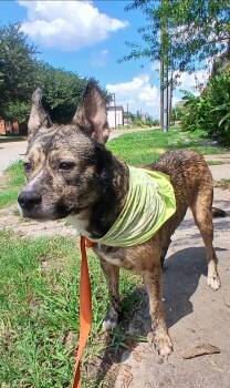 Guera -  Australian Cattle Dog Blue Heeler Dog for Adoption in Lucas, Texas - Guera | PetCurious