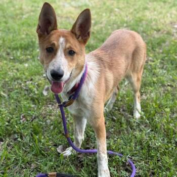 Cattle Dog and Mixed Breed Dogs Available for Adoption in Chesapeake, Virginia - Easton | PetCurious