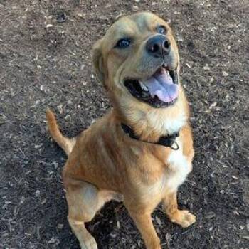 Labrador Retriever Dogs Available for Adoption in Austin, Texas - Bourdain | PetCurious