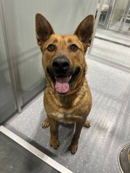 Mixed Breed Dogs Available for Adoption in Davenport, Iowa - Duke | PetCurious