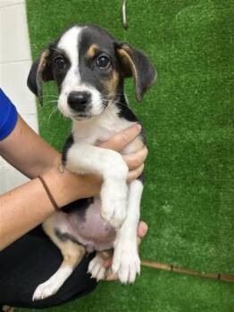 Minnie-ADOPTED -  Cardigan Welsh Corgi and Mixed Breed Dog for Adoption in Gainesville, Florida - Minnie-ADOPTED | PetCurious