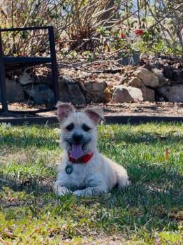 Rayo -  Terrier Dog for Adoption in San Diego, California - Rayo | PetCurious