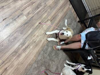 Rescue Great Pyrenees and Border Collie Dogs for Adoption in Haslet, Texas - Bucky | PetCurious