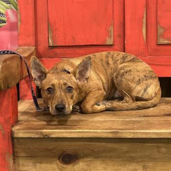 Copper Penny -  Mixed Breed and Labrador Retriever Dog for Adoption in Midland, Texas - Copper Penny | PetCurious
