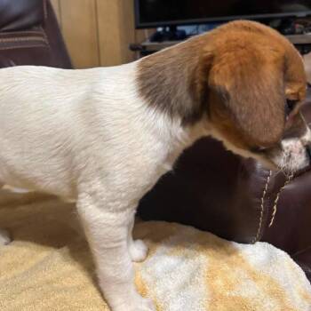 Peppermint Patty -  Beagle and Chihuahua Dog for Adoption in Fairfax Station, Virginia - Peppermint Patty | PetCurious