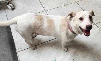 Labrador Retriever and Corgi Dogs Available for Adoption - Rocco | PetCurious