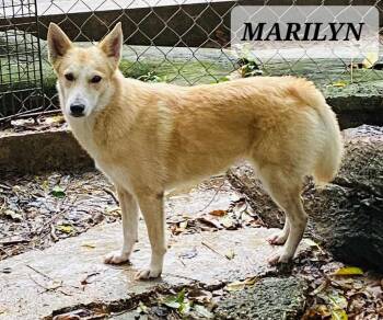 Rescue Labrador Retriever and Husky Dogs for Adoption in Maple Grove, Minnesota - Marilyn | PetCurious