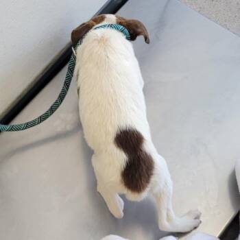 Snickers -  Mixed Breed Dog for Adoption in Las Cruces, New Mexico - Snickers | PetCurious