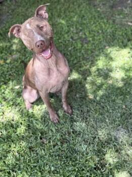 Rescue Pit Bull Terrier Dogs for Adoption in Town 