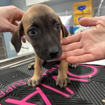 Eden -  Shepherd and Cattle Dog Dog for Adoption in Northbrook, Illinois - Eden | PetCurious
