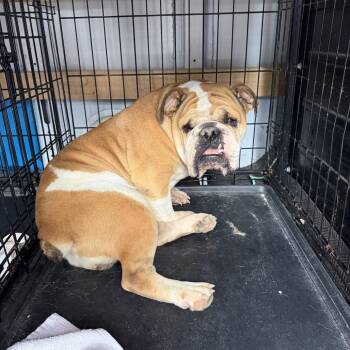 Maybell -  English Bulldog Dog for Adoption in Northbrook, Illinois - Maybell | PetCurious