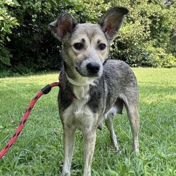 Dorine -  Shepherd Dog for Adoption in Birmingham, Alabama - Dorine | PetCurious