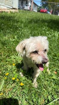 Maltipoo Dogs Available for Adoption - Princess | PetCurious