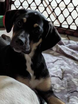 Ruthie -  Mountain Cur and Labrador Retriever Dog for Adoption in Minneapolis, Minnesota - Ruthie | PetCurious