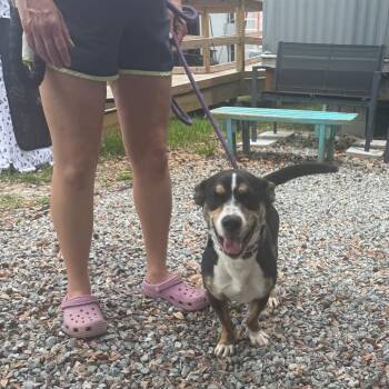 Basset Hound and Mixed Breed Dogs Available for Adoption in Hinesville, Georgia - Loki | PetCurious