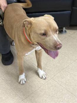 Pit Bull Terrier and Mixed Breed Dogs Available for Adoption in Killeen, Texas - MADDY | PetCurious