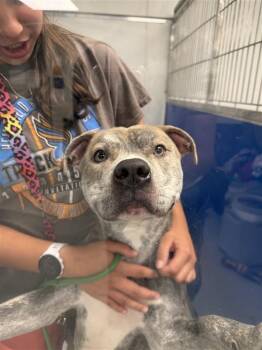 Hay Hay -  Terrier Dog for Adoption in New Kensington, Pennsylvania - Hay Hay | PetCurious