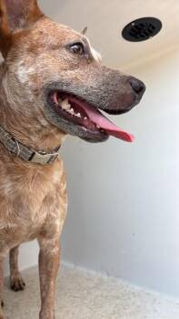 A661088 -  Australian Cattle Dog Blue Heeler and Mixed Breed Dog for Adoption in Houston, Texas - A661088 | PetCurious