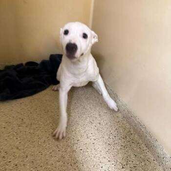 American Staffordshire Terrier and Mixed Breed Dogs Available for Adoption in San Antonio, Texas - Polar | PetCurious