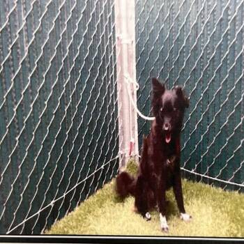 Terrier Dogs Available for Adoption in Pasadena, California - King | PetCurious